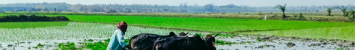 Reisfelder in Bangladesh