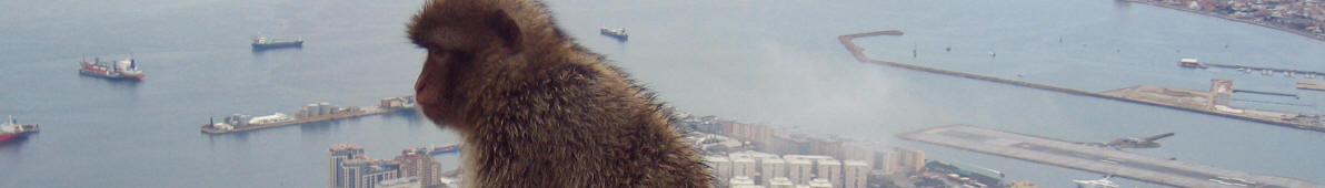 Affe über Gibraltar