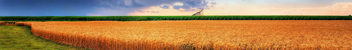 Kansas Summer Wheat and Storm Panorama