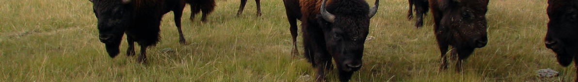 Bison at Theodore Roosevelt National Park, North Dakota,