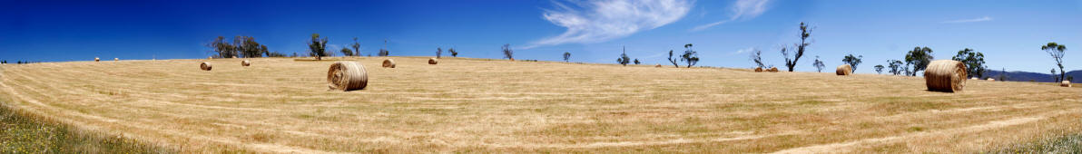 Field of hay bales, Omeo, Victoria, Australia.