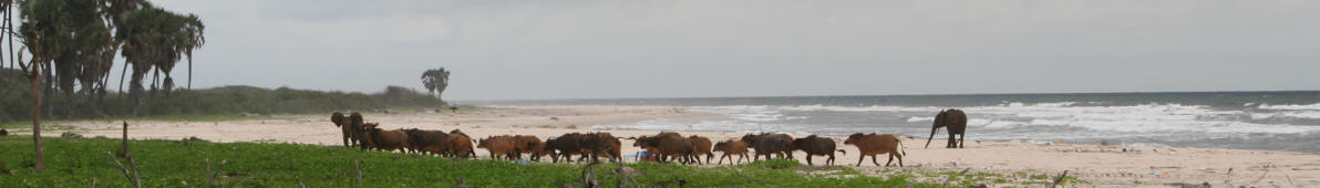 Buffalos and forest elephants roam the beach in Loango National Park