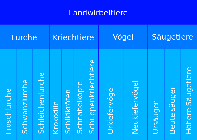 Hierarchische Aufteilung der Landwirbeltiere