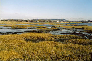 Salzwiese in Südengland