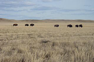 Kanadische Prärie mit grasenden Bisons