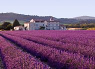 Lavendellfeld in der Provence