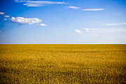 Kornfelder in der Ukraine