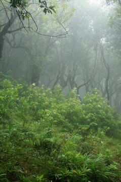 File:Laurisilva Madeira.jpg