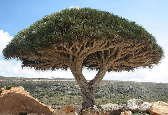 https://upload.wikimedia.org/wikipedia/commons/thumb/8/83/Socotra_dragon_tree.JPG/640px-Socotra_dragon_tree.JPG
