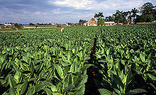 Tabakplantage auf Kuba