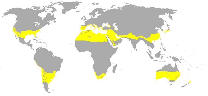 Karte der subtropischen Regionen