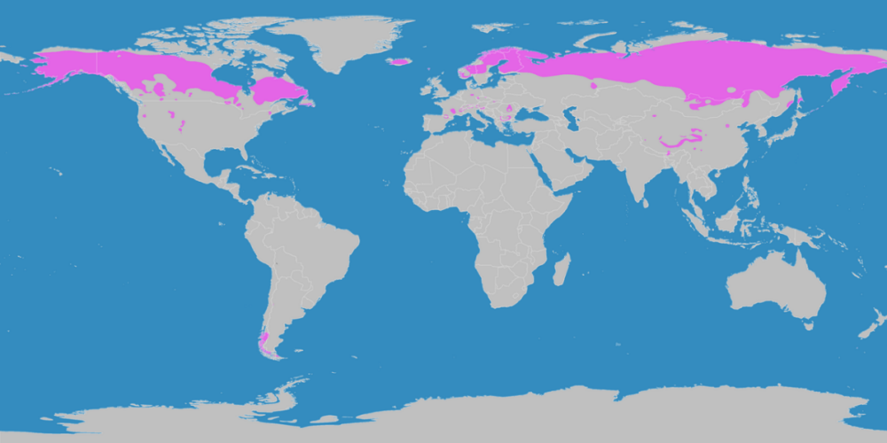 Kaltgemäße Klimazone (Boreale Klimazone)