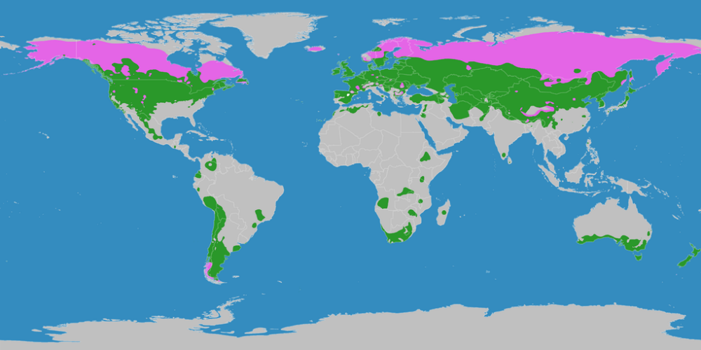 Karte der gemäßigten Klimazone