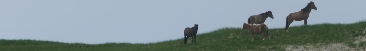 Bannerfoto Sable Island Ponys