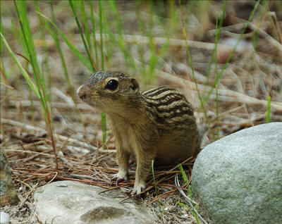 https://upload.wikimedia.org/wikipedia/commons/thumb/7/7c/Groundsquirrel4-300.jpg/602px-Groundsquirrel4-300.jpg