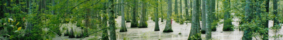 Mississippi banner Wolf River swamp.jpg