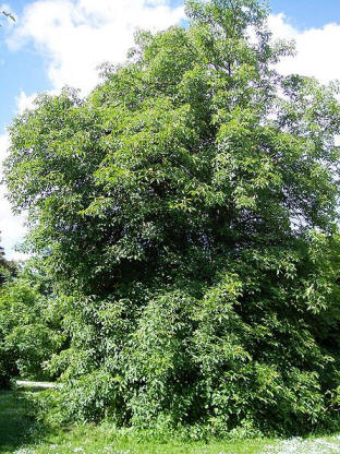 Foto  Buckeye-Tree, die Ohio-Rosskastanie