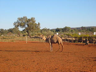 Kamel im Outback