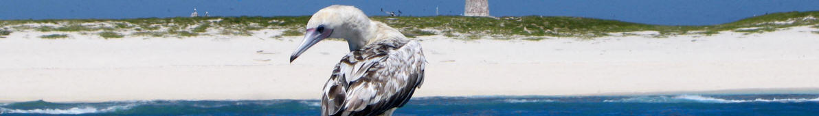https://upload.wikimedia.org/wikipedia/commons/8/88/Baker_Island_banner_red-footed_booby.jpg