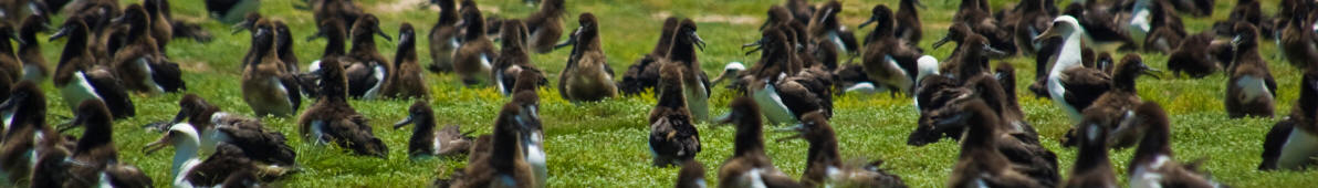 Mehr als 1 Millionen Albatrosse bevölkern das Midway-Atoll