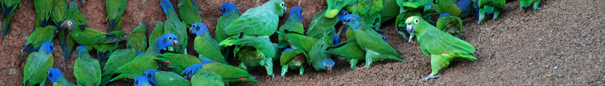 Papageien in Anangu, Yasuni National Park, Ecuador