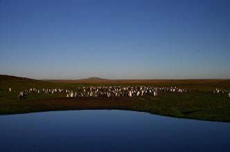 Pinguine auf den Falklandinseln