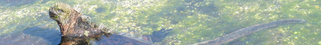 Aquatic Iguana in the Galapagos Islands