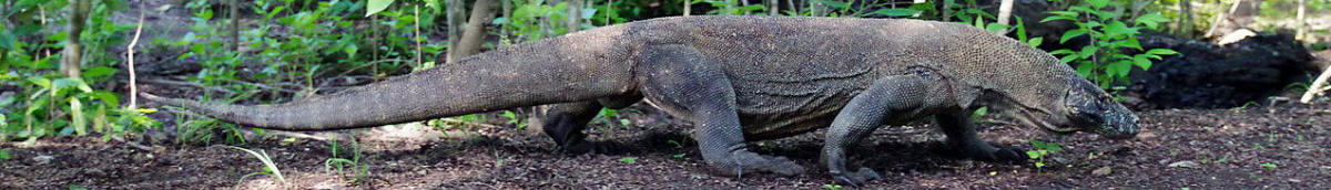 Foto Komodowaran