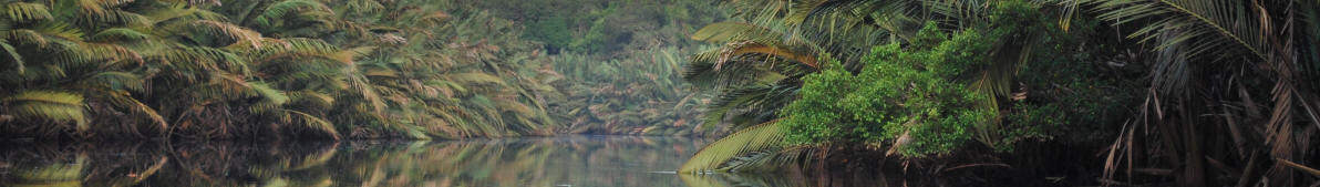 Bannerfoto Berbak National Park, Sumatra, Indonesien