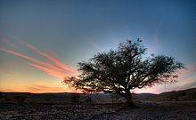 Akazienbaum in der Negev